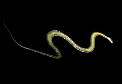 Snakes that glide better than flying squirrels » flyin