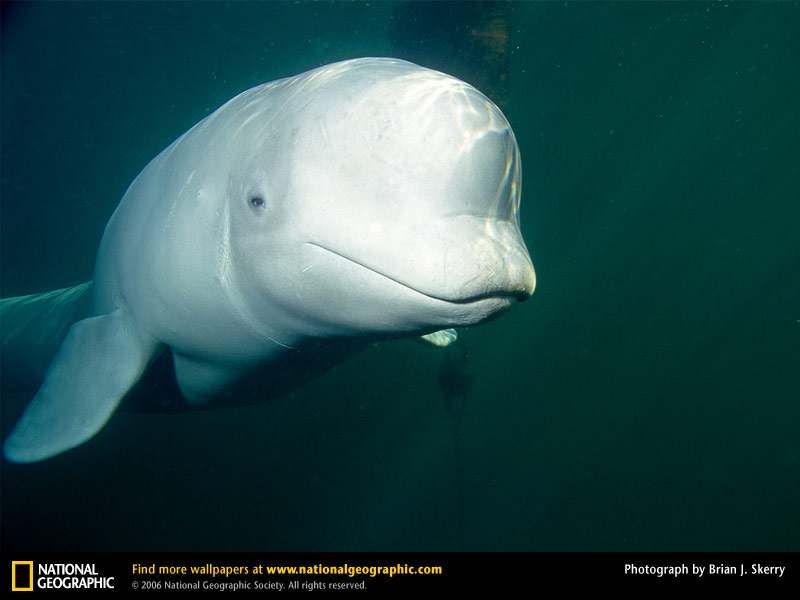 beluga whale. Endangered Beluga whale