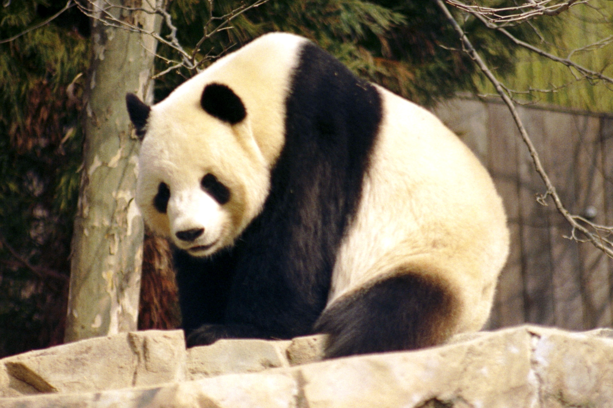 http://naturescrusaders.files.wordpress.com/2008/11/giant_panda_2004-03-2.jpg