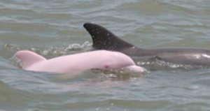 الامهق او albion or A-rare-pink-albino-dolphin-2