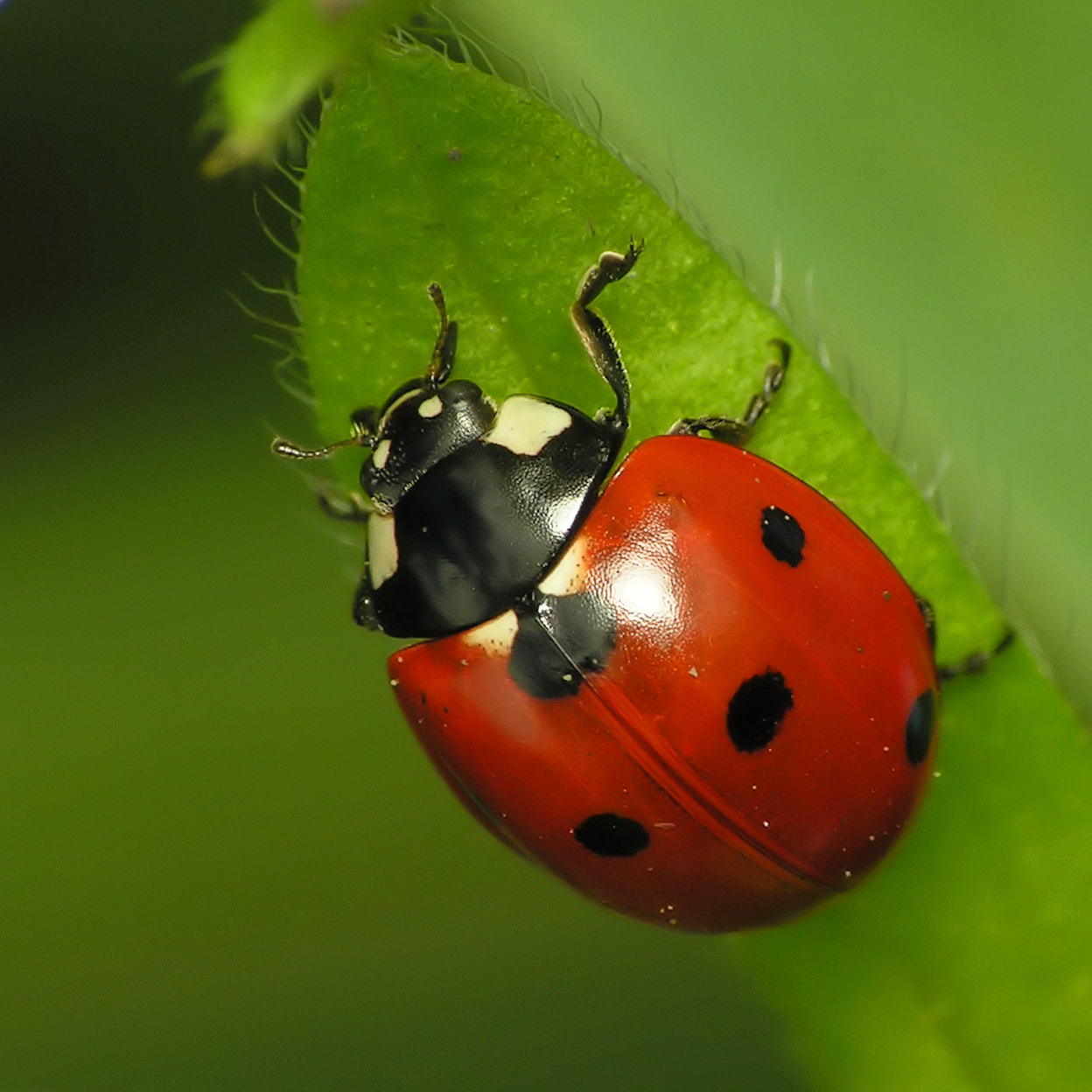 http://naturescrusaders.files.wordpress.com/2009/01/ladybug.jpg