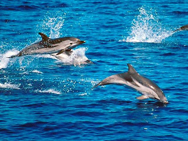 http://naturescrusaders.files.wordpress.com/2009/03/striped-dolphin6.jpg