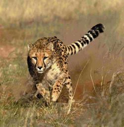 Run for the cheetah keep them free
