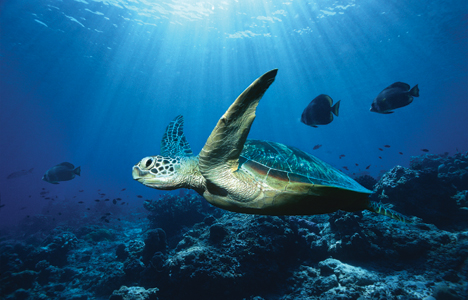 Ocean on 21  Save Our Oceans And Protect Science Education    Ocean Turtle