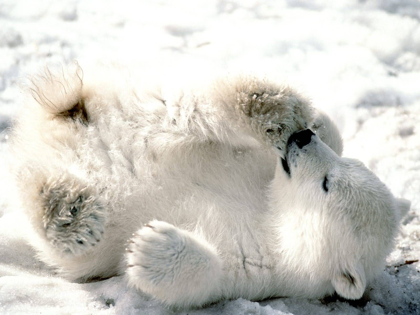 canada polar bear