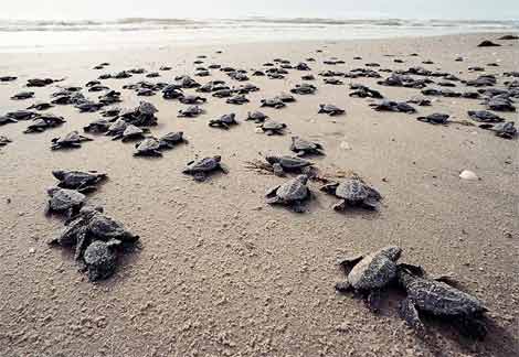 http://naturescrusaders.files.wordpress.com/2009/05/kemps-ridley-sea-turtle1.jpg