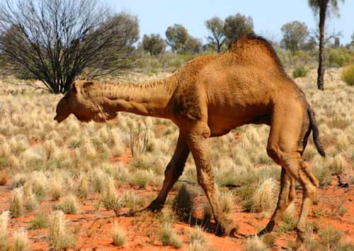 Australian Desert Camels Animals