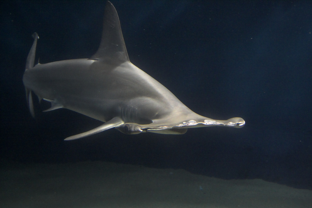 Endangering Sharks By Overfishing  Hammerheadshark
