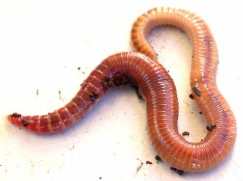 Red worms eating and composting machines