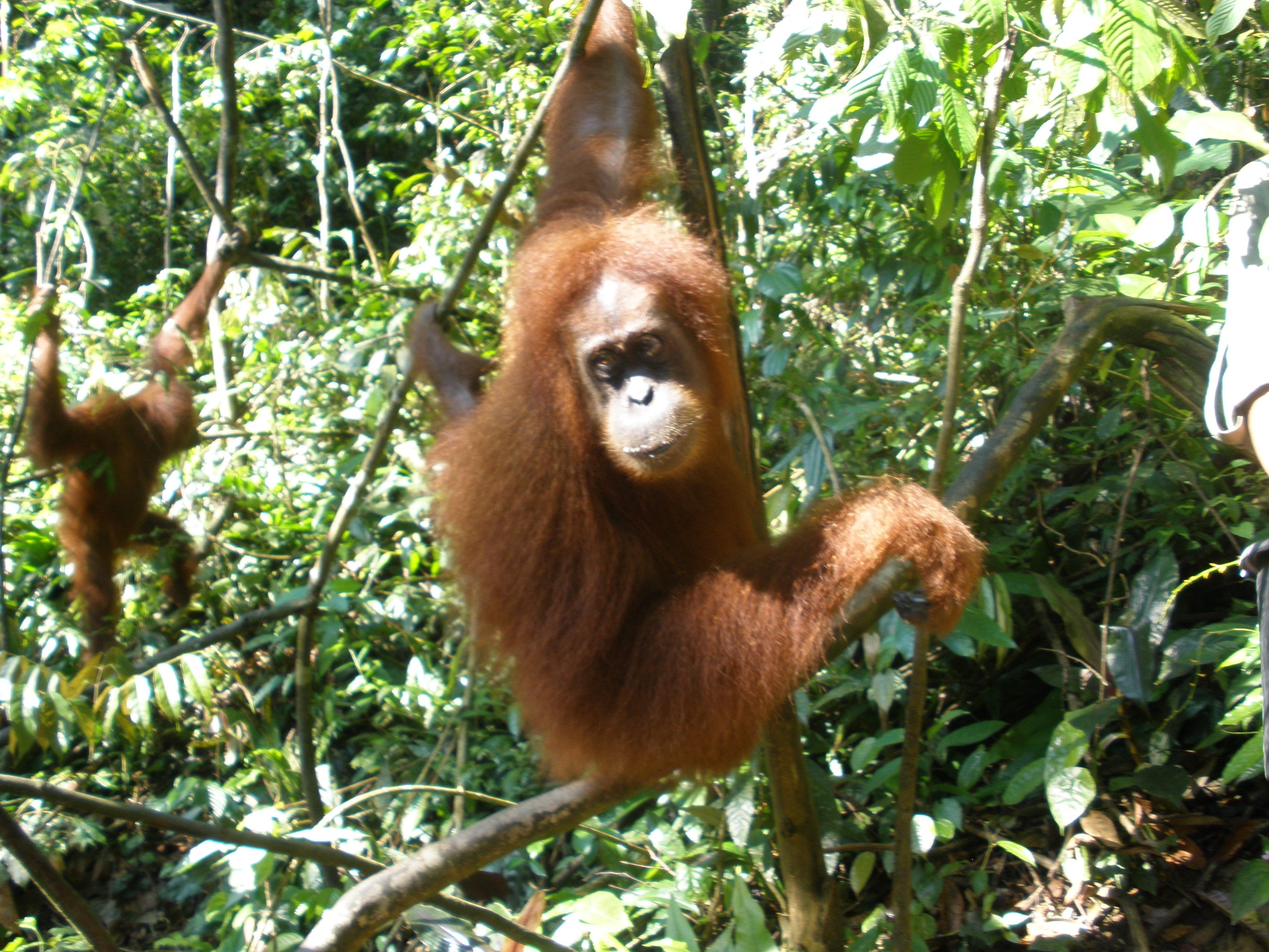 orangutan endangered
