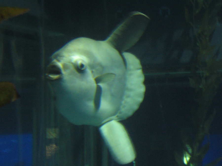 Ocean Sunfish Mola Mola. Mola mola heaviest fish in the