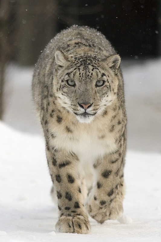 snow leopard pictures. “Endangered snow leopard