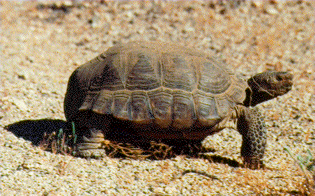 Now the environmentalists must protect endangered tortoises, 
