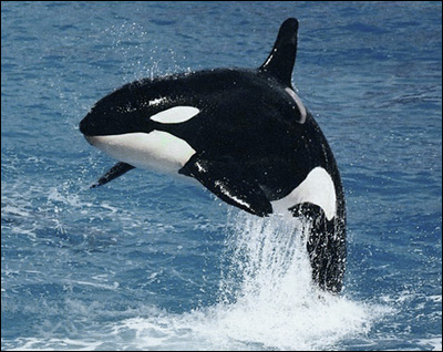 Orca Orca