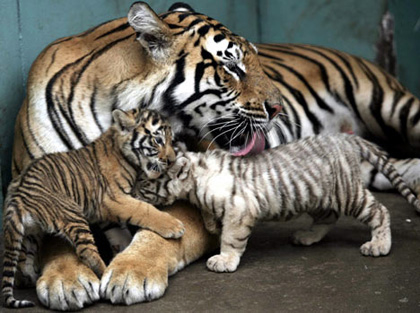 cute tiger cubs playing. tigers alive in the wild.