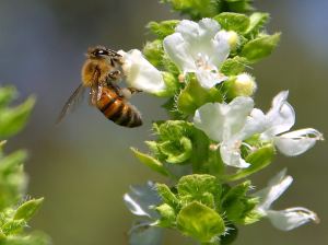 Bee on basil plant