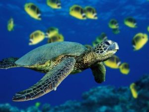 gex_green-sea-turtle