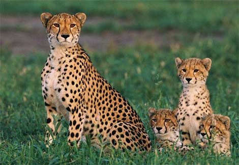 Cheetah mom with triplet cubs