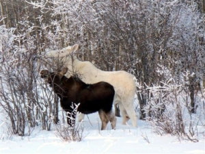 white non-albino moose eating