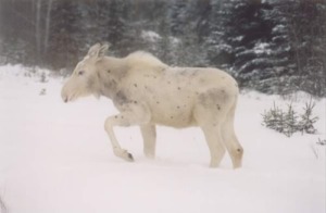 white_moose