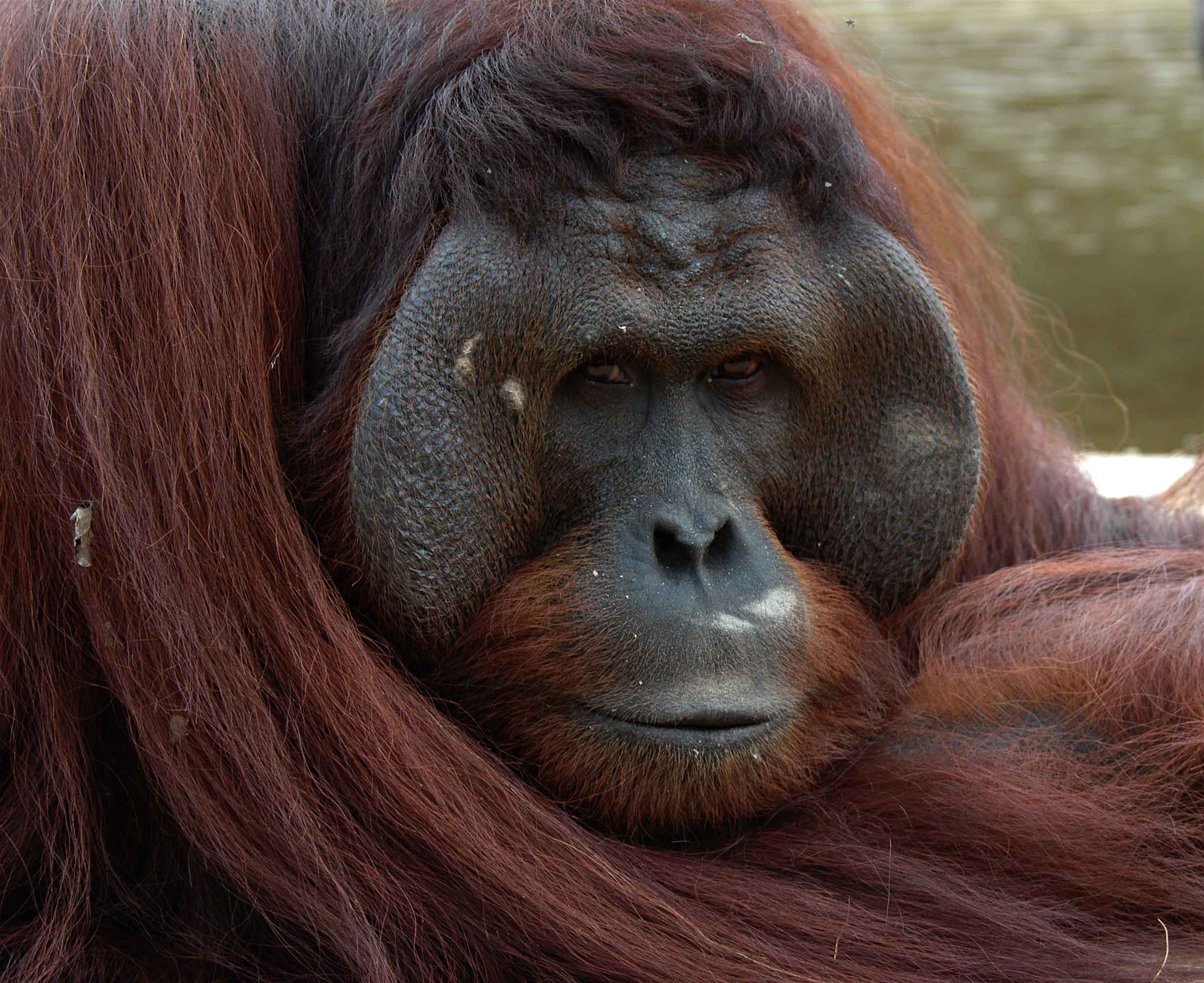 Орангутан и шимпанзе. Человекообразные обезьяны орангутанг. Орангутанг 2001. Орангутан самец.