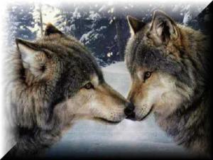 wolf communication