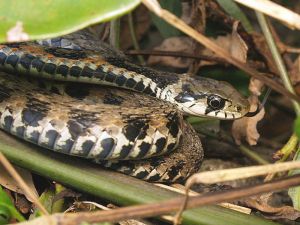 Snake stores toxic toad pison in neck glands