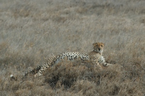 Cheetah resting on Serengeti Plains