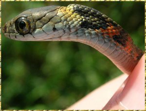 snake-poison-gland