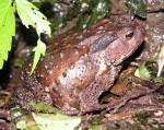 Toxic toad partner