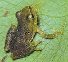 Endangered Brazilian gold frog