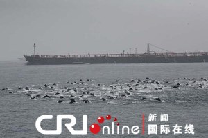 Dolphins form blockade