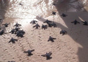 Hatchling sea turtles retuen to the sea