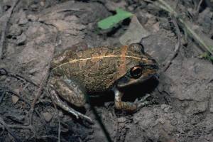 Australian short-footed frog