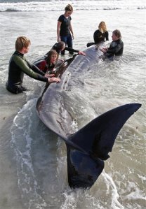 South African whale rescue attempt