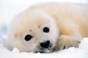 Seal pups slaughtered for fashion