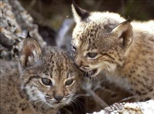 Spanish lynx cubs 