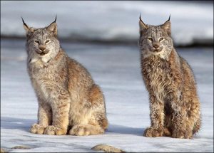 Critically endangered Iberian Lynx