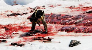 shooting thousands of seal pup