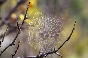 spider_web_with_dew_drops03.jpg