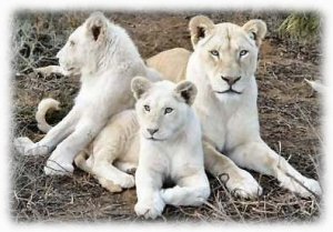white lions of South Africa