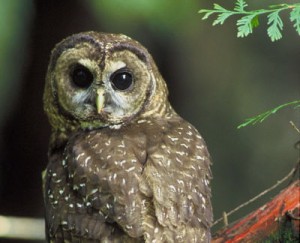 Endangered Northern Spotted owl