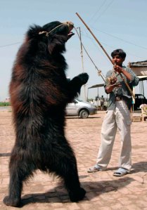 The dancing bears of India