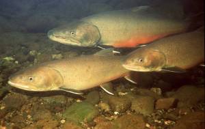 Endangered bull trout of the Pacific Northwest