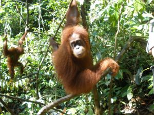 Critically endangered orangutans