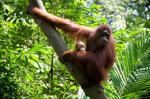Reintroduction of orangutans a success