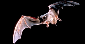 Bats Best insect eaters in the southwest