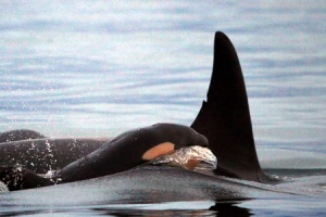 new orca