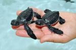 82 new sea turtle hatchlings