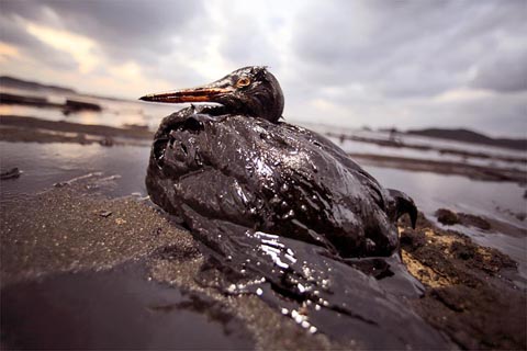 Louisiana's oil spill came at the worst time” | Nature's Crusaders